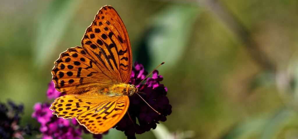 Ein Kaisermantel-Schmetterling sitzt auf einer Blume